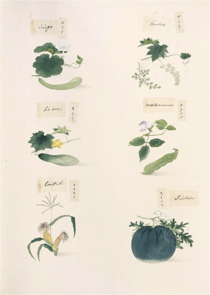 Naturalis Biodiversity Center - RMNH.ART.287 - Vitis spp. - Canavalia gladiata - Zea mays - Citrullus lanatus - Kawahara Keiga - 1823 - 1829 - Siebold Collection - pencil drawing - water colour