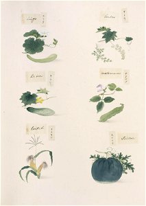 Naturalis Biodiversity Center - RMNH.ART.287 - Vitis spp. - Canavalia gladiata - Zea mays - Citrullus lanatus - Kawahara Keiga - 1823 - 1829 - Siebold Collection - pencil drawing - water colour