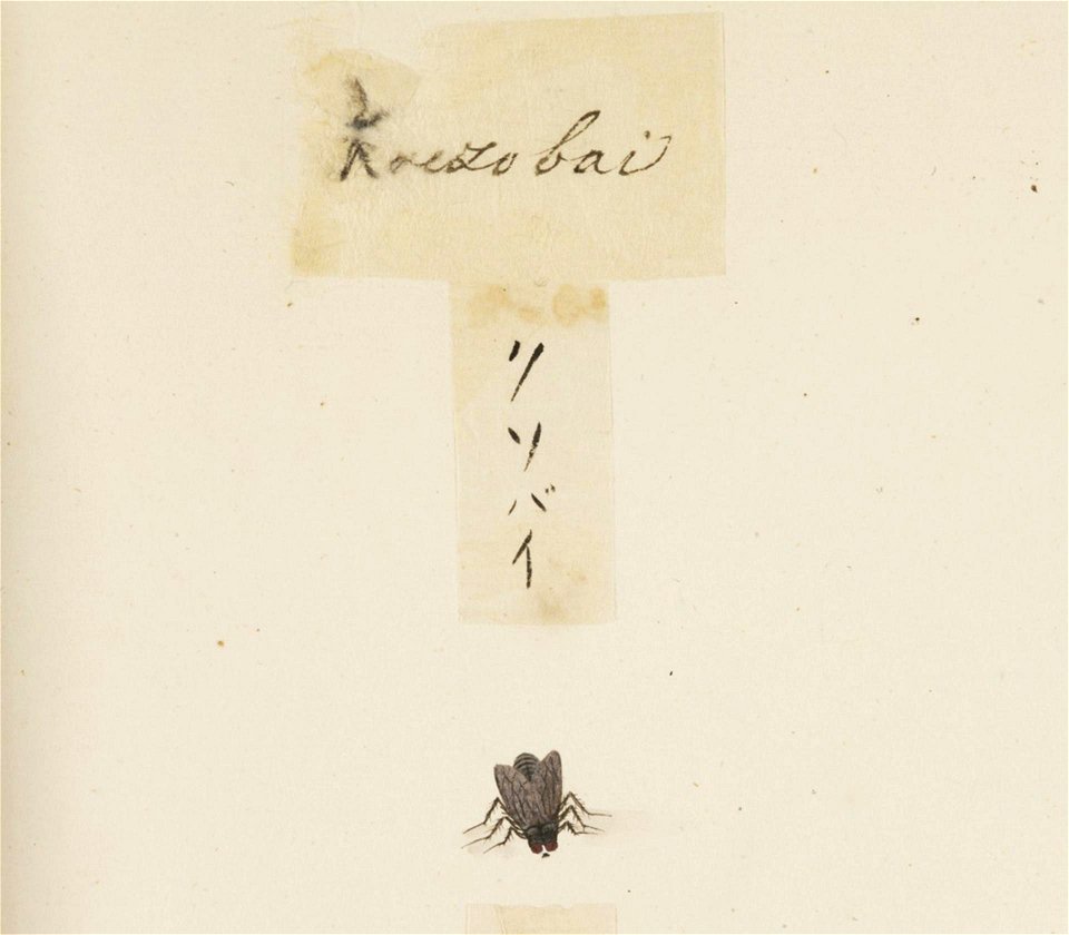 Naturalis Biodiversity Center - RMNH.ART.596 - Dryomyza formosa - Kawahara Keiga - 1823 - 1829 - Siebold Collection - pencil drawing - water colour
