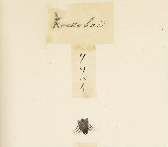Naturalis Biodiversity Center - RMNH.ART.596 - Dryomyza formosa - Kawahara Keiga - 1823 - 1829 - Siebold Collection - pencil drawing - water colour