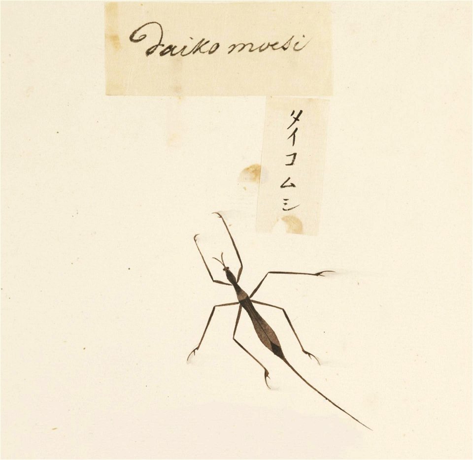 Naturalis Biodiversity Center - RMNH.ART.608 - Unidentified - Kawahara Keiga - 1823 - 1829 - Siebold Collection - pencil drawing - water colour
