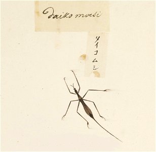 Naturalis Biodiversity Center - RMNH.ART.608 - Unidentified - Kawahara Keiga - 1823 - 1829 - Siebold Collection - pencil drawing - water colour