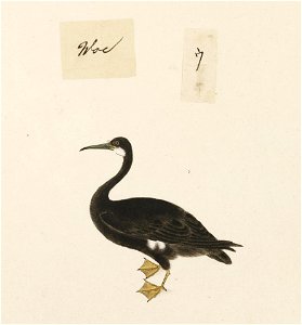 Naturalis Biodiversity Center - RMNH.ART.446 - Phalacrocorax pelagicus - Kawahara Keiga - 1823 - 1829 - Siebold Collection - pencil drawing - water colour