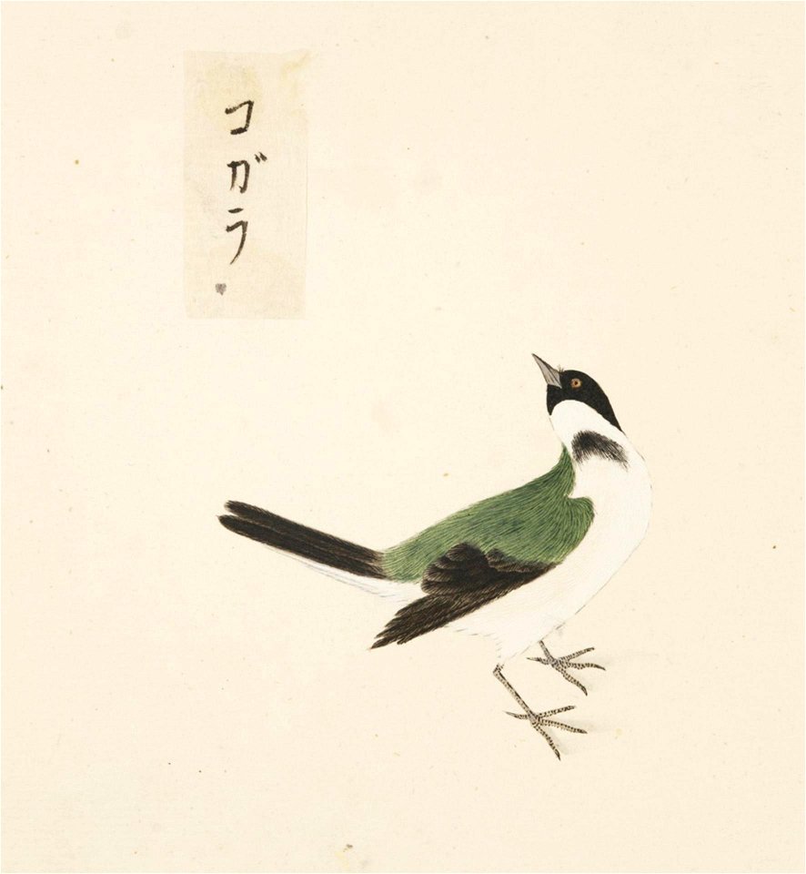 Naturalis Biodiversity Center - RMNH.ART.415 - Parus montanus - Kawahara Keiga - 1823 - 1829 - Siebold Collection - pencil drawing - water colour