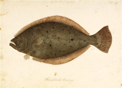 Naturalis Biodiversity Center - RMNH.ART.91 - Paralichthys olivaceus (Temminck and Schlegel) - Kawahara Keiga - 1823 - 1829 - Siebold Collection - pencil drawing - water colour