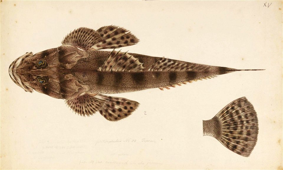 Naturalis Biodiversity Center - RMNH.ART.239 - Inegocia guttata (Cuvier) - Kawahara Keiga - 1823 - 1829 - Siebold Collection - pencil drawing - water colour