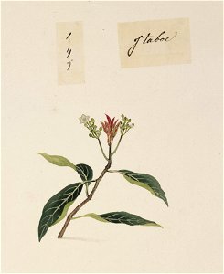 Naturalis Biodiversity Center - RMNH.ART.844 - Ficus erecta - Kawahara Keiga - 1823 - 1829 - Siebold Collection - pencil drawing - water colour