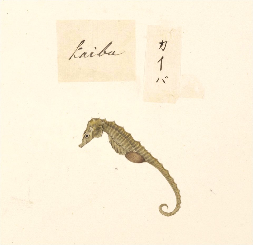 Naturalis Biodiversity Center - RMNH.ART.552 - A species of Hippocampus - Kawahara Keiga - 1823 - 1829 - Siebold Collection - pencil drawing - water colour