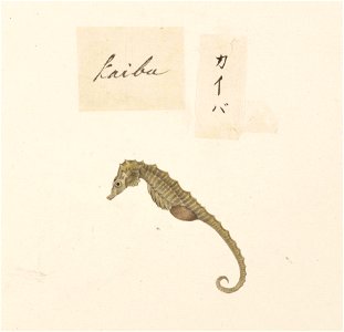 Naturalis Biodiversity Center - RMNH.ART.552 - A species of Hippocampus - Kawahara Keiga - 1823 - 1829 - Siebold Collection - pencil drawing - water colour