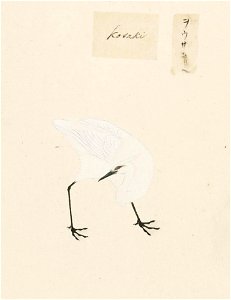 Naturalis Biodiversity Center - RMNH.ART.453 - Egretta alba, Ardea alba - Kawahara Keiga - 1823 - 1829 - Siebold Collection - pencil drawing - water colour