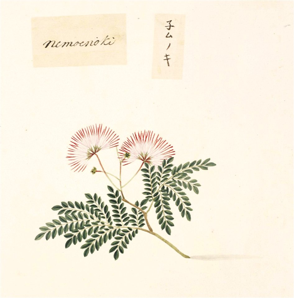 Naturalis Biodiversity Center - RMNH.ART.835 - Albizia julibrissin - Kawahara Keiga - 1823 - 1829 - Siebold Collection - pencil drawing - water colour