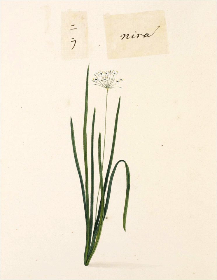 Naturalis Biodiversity Center - RMNH.ART.678 - Allium tuberosum - Kawahara Keiga - 1823 - 1829 - Siebold Collection - pencil drawing - water colour