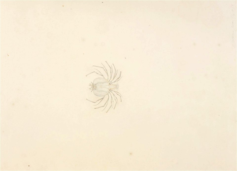 Naturalis Biodiversity Center - RMNH.ART.61 - Ibacus ciliatus - Kawahara Keiga - 1823 - 1829 - Siebold Collection - pencil drawing - water colour