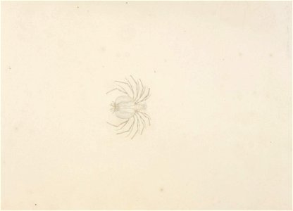 Naturalis Biodiversity Center - RMNH.ART.61 - Ibacus ciliatus - Kawahara Keiga - 1823 - 1829 - Siebold Collection - pencil drawing - water colour