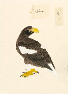 Naturalis Biodiversity Center - RMNH.ART.460 - Haliaeetus pelagicus - Kawahara Keiga - 1823 - 1829 - Siebold Collection - pencil drawing - water colour