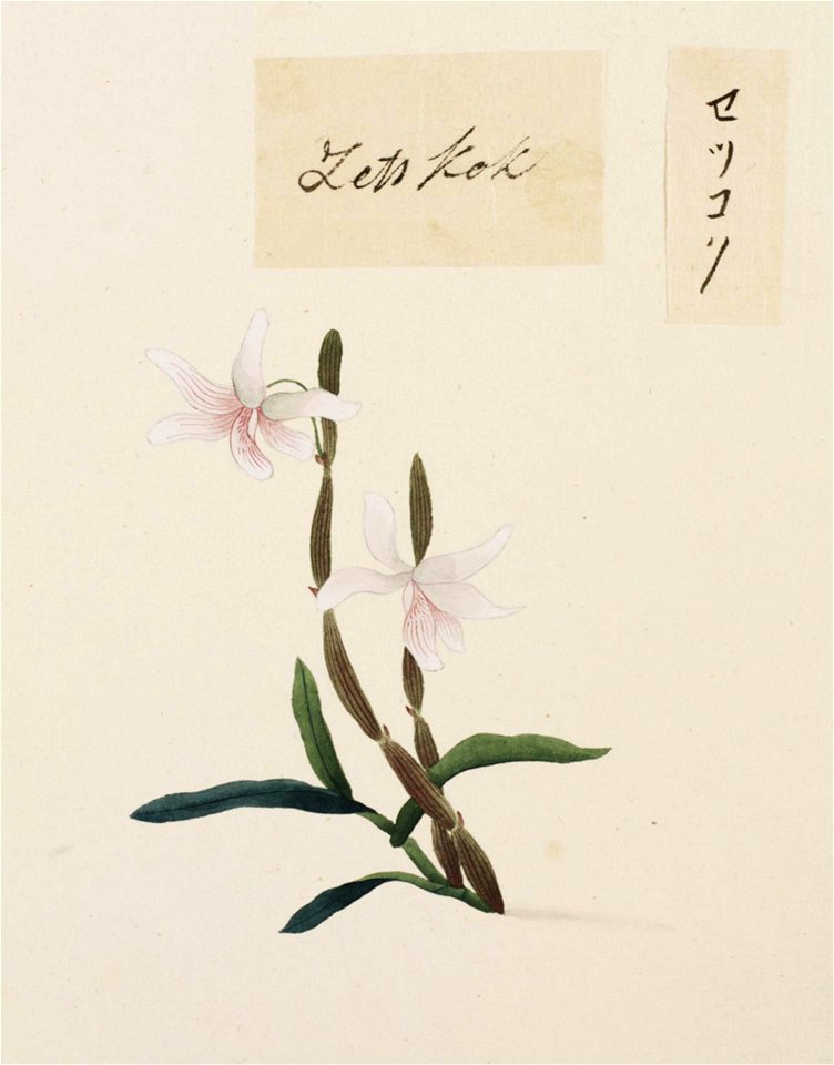 Naturalis Biodiversity Center - RMNH.ART.685 - Dendrobium moniliforme - Kawahara Keiga - 1823 - 1829 - Siebold Collection - pencil drawing - water colour