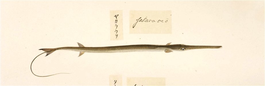 Naturalis Biodiversity Center - RMNH.ART.469 - A species of Fistularia - Kawahara Keiga - 1823 - 1829 - Siebold Collection - pencil drawing - water colour