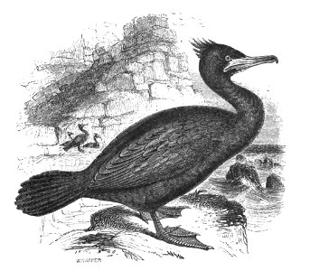 Natural History, Birds - Shag