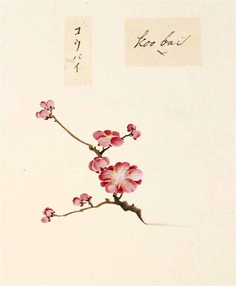 Naturalis Biodiversity Center - RMNH.ART.855 - Prunus mume - Kawahara Keiga - 1823 - 1829 - Siebold Collection - pencil drawing - water colour