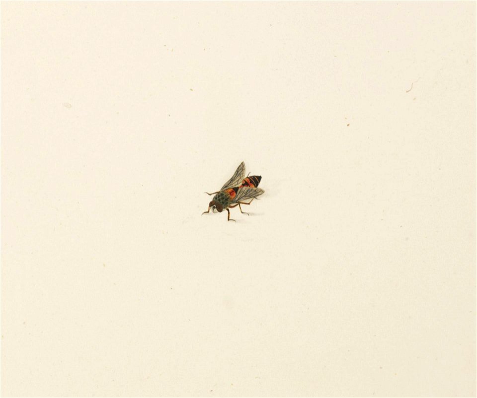 Naturalis Biodiversity Center - RMNH.ART.581 - Unidentified fly - Kawahara Keiga - 1823 - 1829 - Siebold Collection - pencil drawing - water colour