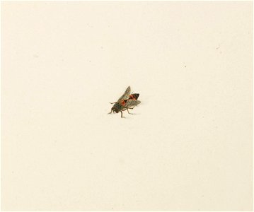 Naturalis Biodiversity Center - RMNH.ART.581 - Unidentified fly - Kawahara Keiga - 1823 - 1829 - Siebold Collection - pencil drawing - water colour