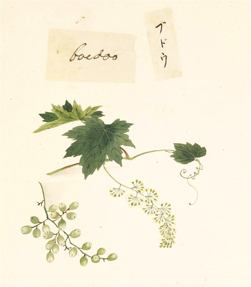 Naturalis Biodiversity Center - RMNH.ART.618 - Vitis spp. - Kawahara Keiga - 1823 - 1829 - Siebold Collection - pencil drawing - water colour
