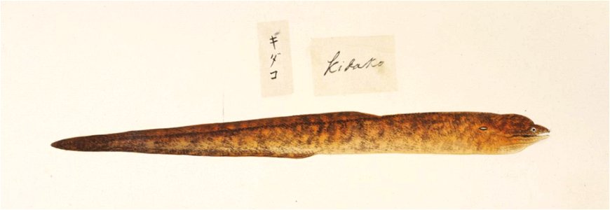 Naturalis Biodiversity Center - RMNH.ART.470 - Gymnothorax kidako - Kawahara Keiga - 1823 - 1829 - Siebold Collection - pencil drawing - water colour