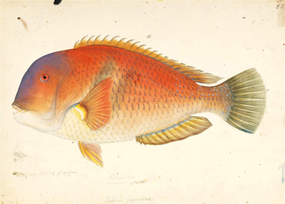Naturalis Biodiversity Center - RMNH.ART.14 - Choerodon azurio (Jordan and Snyder) - Kawahara Keiga - 1823 - 1829 - Siebold Collection - pencil drawing - water colour