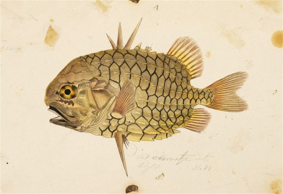 Naturalis Biodiversity Center - RMNH.ART.221 - Monocentris japonicus (Houttuyn) - Kawahara Keiga - 1823 - 1829 - Siebold Collection - pencil drawing - water colour