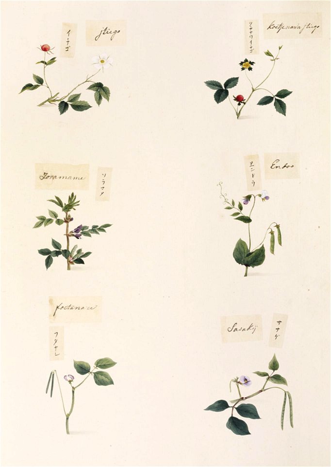 Naturalis Biodiversity Center - RMNH.ART.337 - Pisum sativum - Vicia faba - Vigna unguiculata - Duchesnea chrysantha - Fragaria sp. - indet - Kawahara Keiga - 1823 - 1829 - Siebold Collection - pencil drawing - water colour