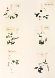 Naturalis Biodiversity Center - RMNH.ART.337 - Pisum sativum - Vicia faba - Vigna unguiculata - Duchesnea chrysantha - Fragaria sp. - indet - Kawahara Keiga - 1823 - 1829 - Siebold Collection - pencil drawing - water colour