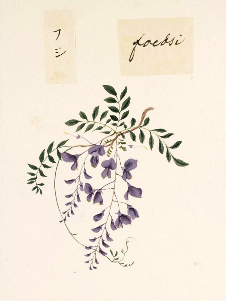 Naturalis Biodiversity Center - RMNH.ART.677 - Wisteria - Kawahara Keiga - 1823 - 1829 - Siebold Collection - pencil drawing - water colour