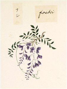 Naturalis Biodiversity Center - RMNH.ART.677 - Wisteria - Kawahara Keiga - 1823 - 1829 - Siebold Collection - pencil drawing - water colour