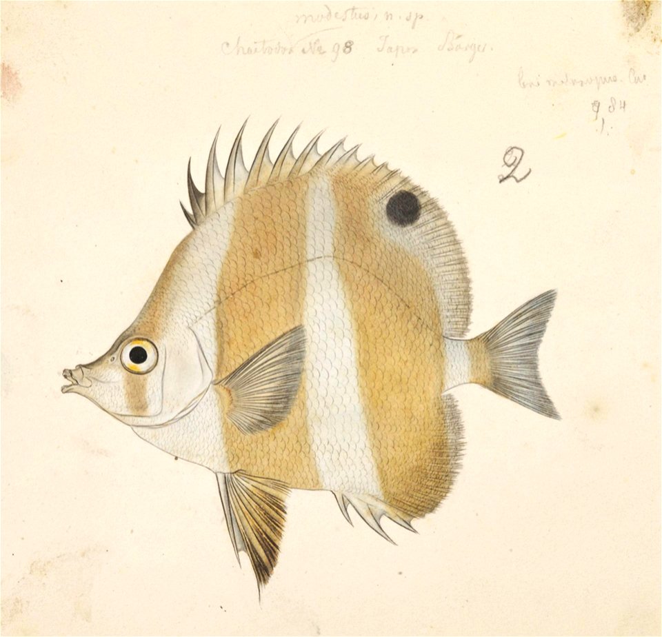 Naturalis Biodiversity Center - RMNH.ART.240 - Chaetodon modestus Temminck and Schlegel - Kawahara Keiga - 1823 - 1829 - Siebold Collection - pencil drawing - water colour