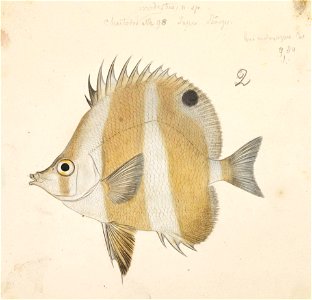 Naturalis Biodiversity Center - RMNH.ART.240 - Chaetodon modestus Temminck and Schlegel - Kawahara Keiga - 1823 - 1829 - Siebold Collection - pencil drawing - water colour