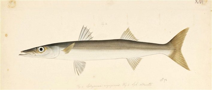 Naturalis Biodiversity Center - RMNH.ART.195 - Sphyraena pinguis (Gunther) - Kawahara Keiga - 1823 - 1829 - Siebold Collection - pencil drawing - water colour