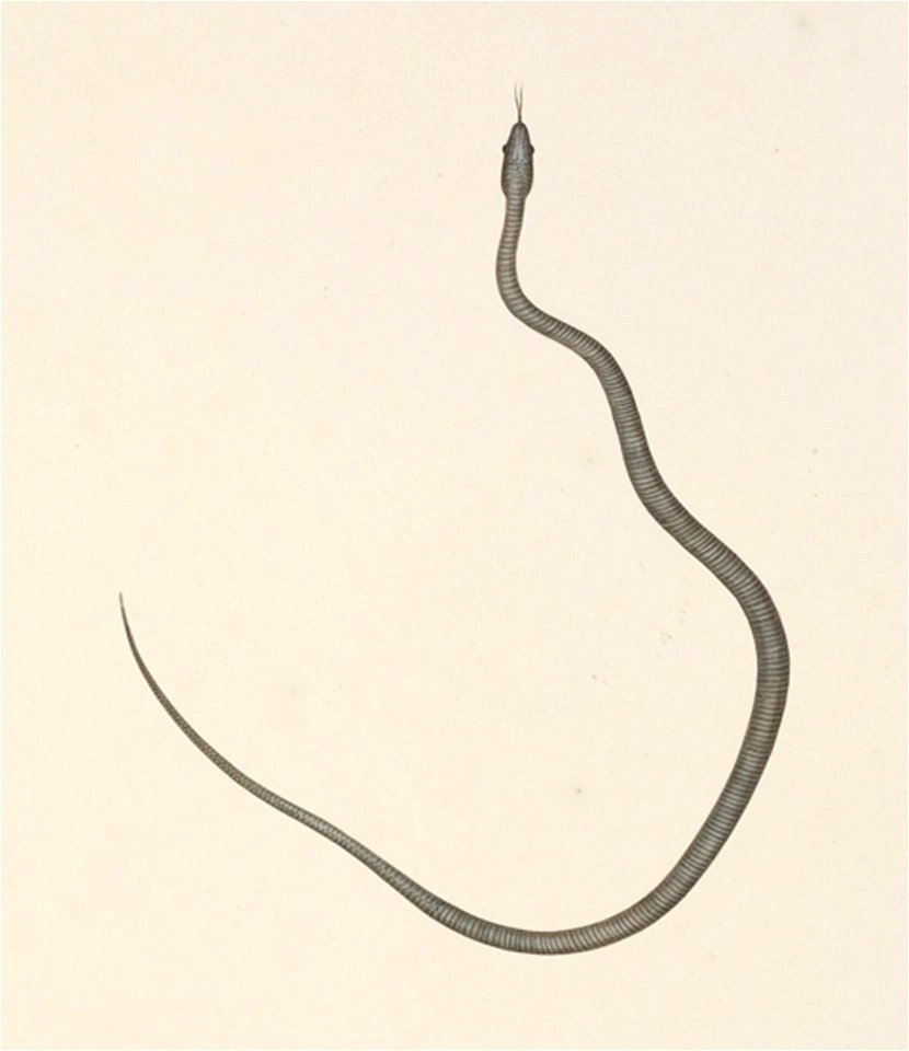 Naturalis Biodiversity Center - RMNH.ART.118 - Elaphe quadrivirgata - Kawahara Keiga - 1823 - 1829 - Siebold Collection - pencil drawing - water colour