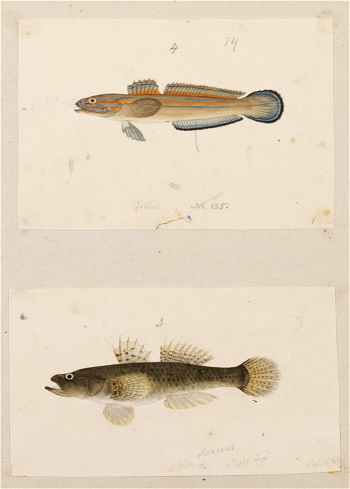 Naturalis Biodiversity Center - RMNH.ART.201 - Glossogobius olivaceus - Glossogobius virgo (Temminck and Schlegel) - Kawahara Keiga - 1823 - 1829 - Siebold Collection - pencil drawing - water colour
