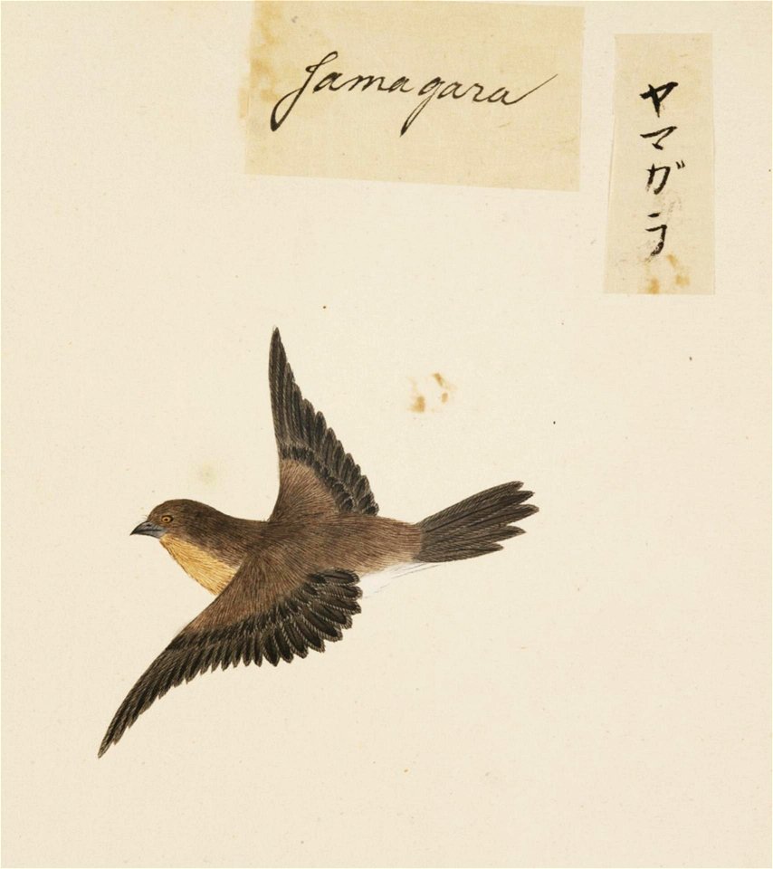 Naturalis Biodiversity Center - RMNH.ART.407 - Parus varius - Kawahara Keiga - 1823 - 1829 - Siebold Collection - pencil drawing - water colour