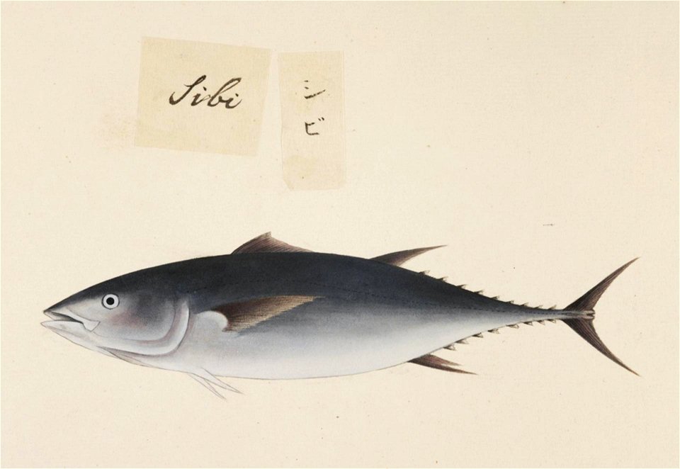 Naturalis Biodiversity Center - RMNH.ART.493 - Inaccurate picture of Thunnus obesus - Kawahara Keiga - 1823 - 1829 - Siebold Collection - pencil drawing - water colour