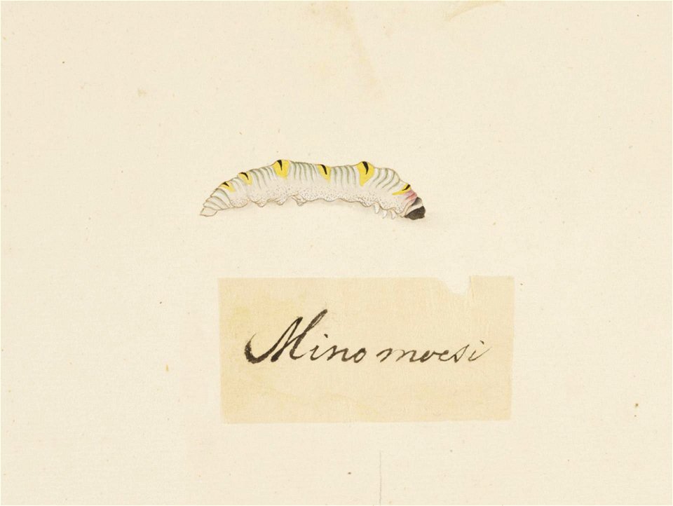 Naturalis Biodiversity Center - RMNH.ART.612 - Eumeta japonica - Kawahara Keiga - 1823 - 1829 - Siebold Collection - pencil drawing - water colour