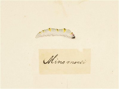 Naturalis Biodiversity Center - RMNH.ART.612 - Eumeta japonica - Kawahara Keiga - 1823 - 1829 - Siebold Collection - pencil drawing - water colour