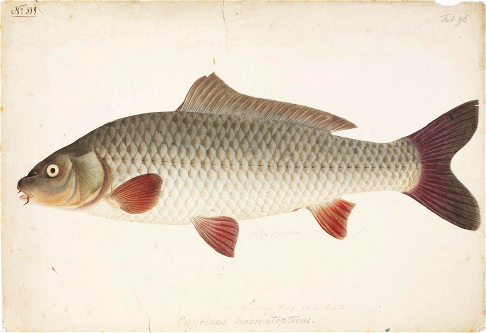 Naturalis Biodiversity Center - RMNH.ART.31 - Cyprinus carpio Linnaeus - Kawahara Keiga - 1823 - 1829 - Siebold Collection - pencil drawing - water colour