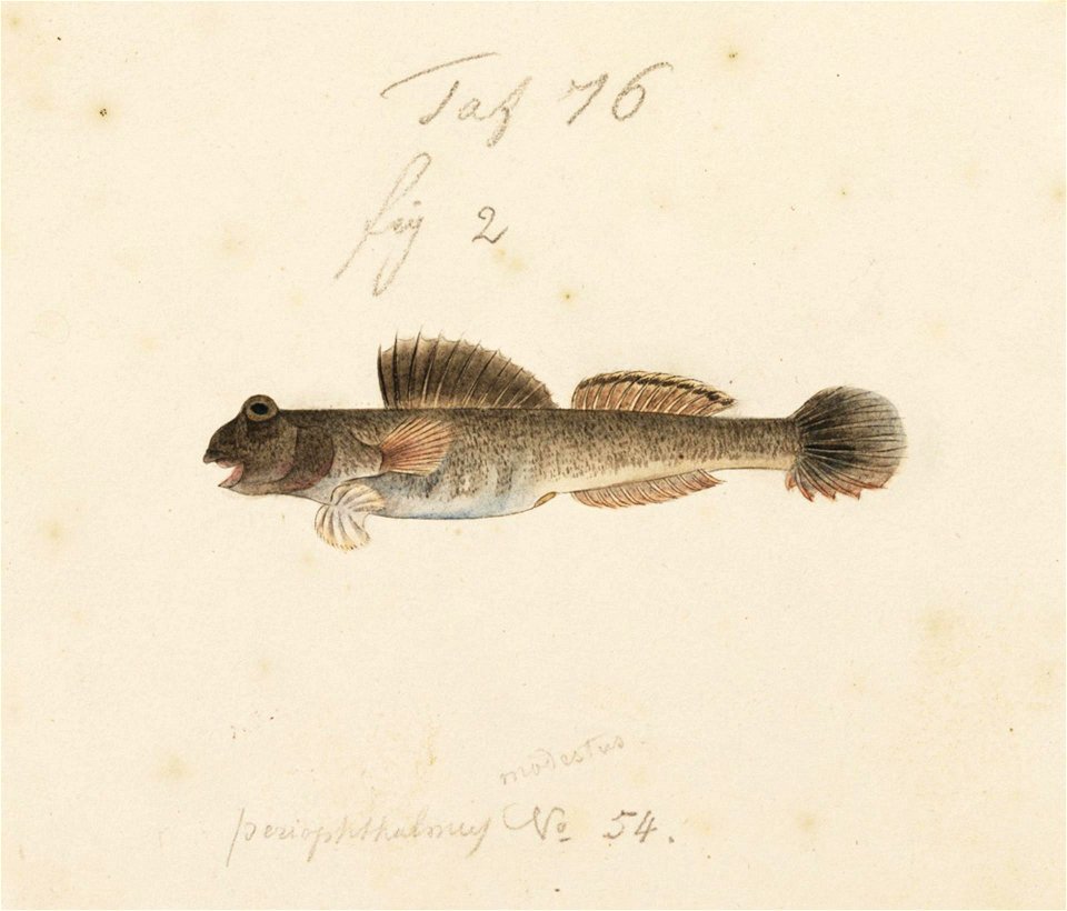 Naturalis Biodiversity Center - RMNH.ART.232 - Periophthalmus cantonensis (Osbeck) - Kawahara Keiga - 1823 - 1829 - Siebold Collection - pencil drawing - water colour