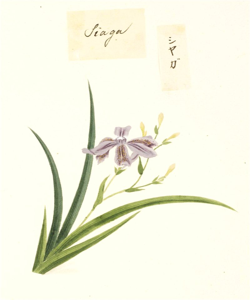 Naturalis Biodiversity Center - RMNH.ART.719 - Unidentified plant - Kawahara Keiga - 1823 - 1829 - Siebold Collection - pencil drawing - water colour