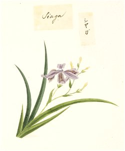 Naturalis Biodiversity Center - RMNH.ART.719 - Unidentified plant - Kawahara Keiga - 1823 - 1829 - Siebold Collection - pencil drawing - water colour
