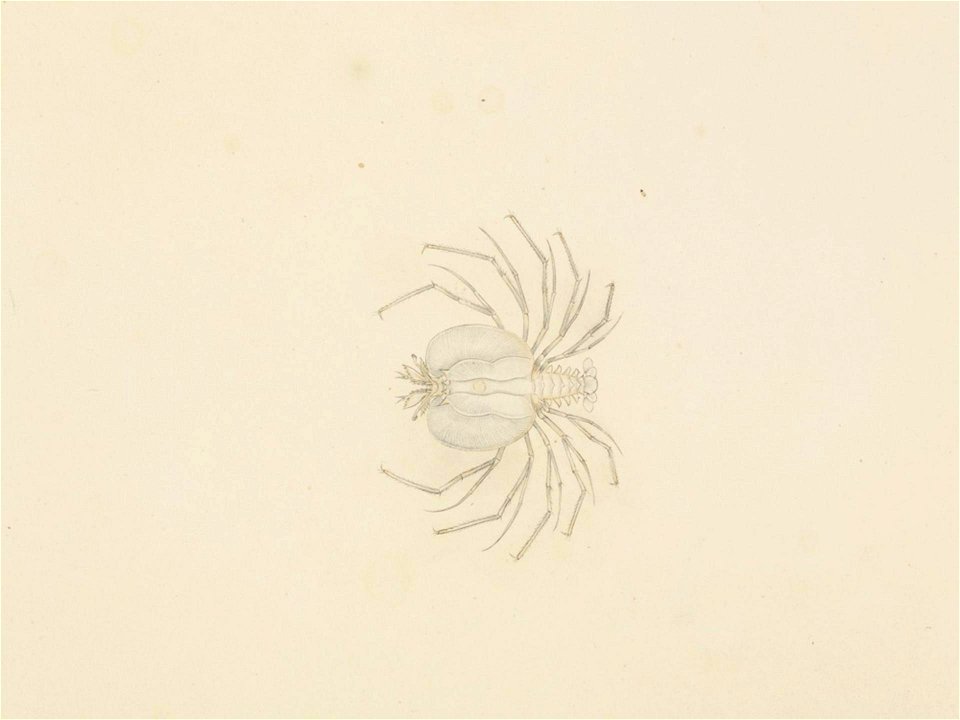 Naturalis Biodiversity Center - RMNH.ART.62 - Ibacus ciliatus - Kawahara Keiga - 1823 - 1829 - Siebold Collection - pencil drawing - water colour