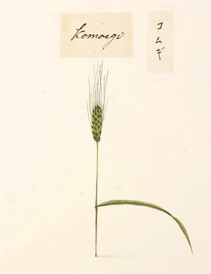 Naturalis Biodiversity Center - RMNH.ART.707 - Triticum aestivum - Kawahara Keiga - 1823 - 1829 - Siebold Collection - pencil drawing - water colour