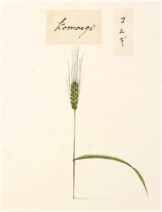 Naturalis Biodiversity Center - RMNH.ART.707 - Triticum aestivum - Kawahara Keiga - 1823 - 1829 - Siebold Collection - pencil drawing - water colour