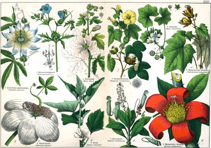 Naturgeschichte des Pflanzenreichs Tafel XXXV. Free illustration for personal and commercial use.